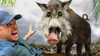 Scariest Pig on the Planet! (Bearded Pig of Borneo)