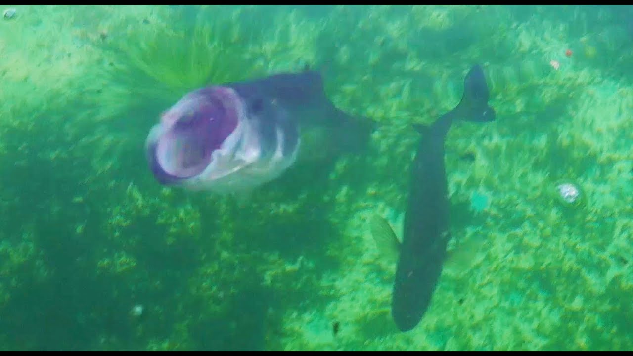 Aggressive Live Feeding!  Filling the pond with new AWESOME fish!