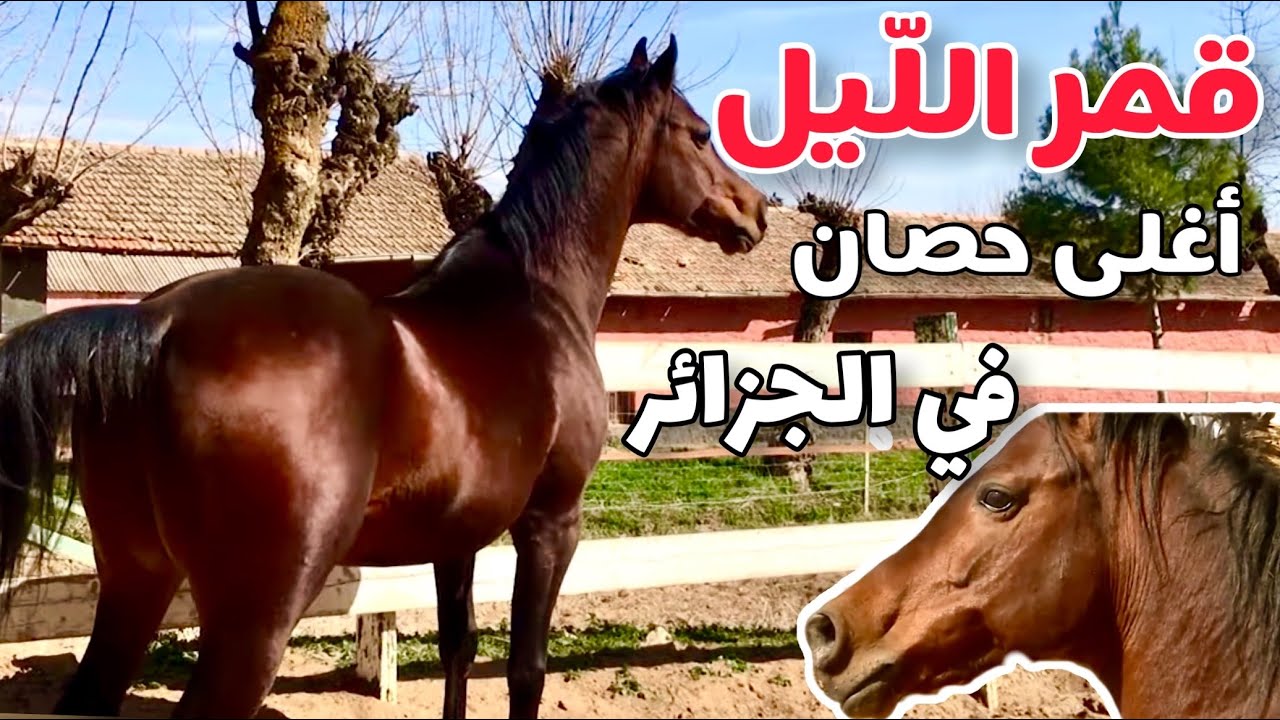 زرت أكبر مركز لتربية الخيول في افريقيا شوشاوة بتيارت