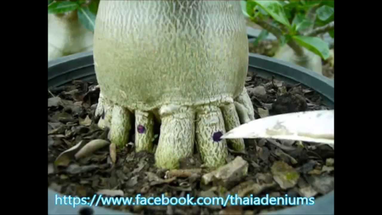 การทำรากชวนชม จากรากตะขาบ เป็นรากกึ่งธรรมชาติ