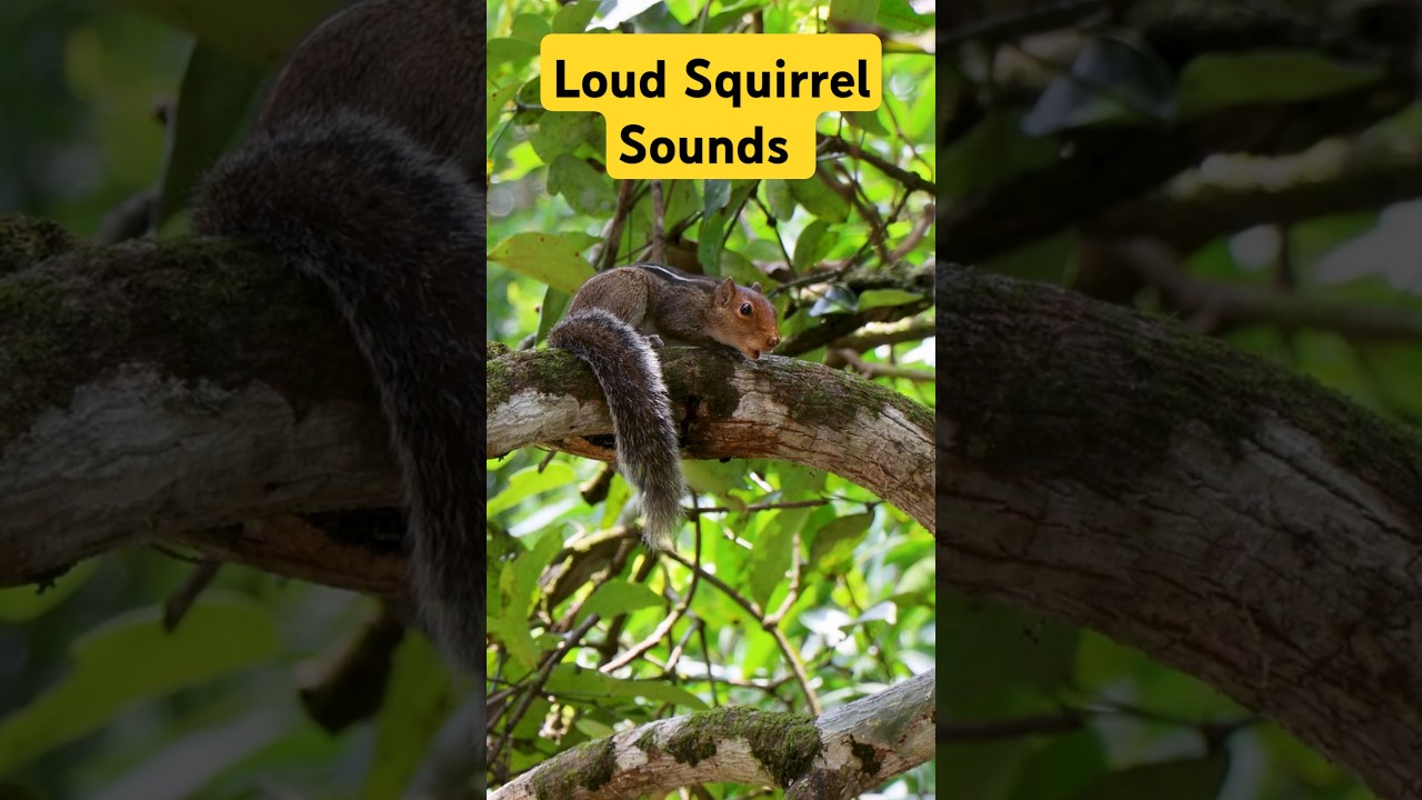 Loud squirrel sounds