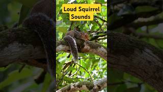 Loud Squirrel Sounds