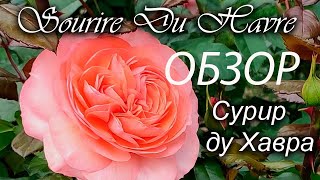 Обзор розы Сурир ду Хавра