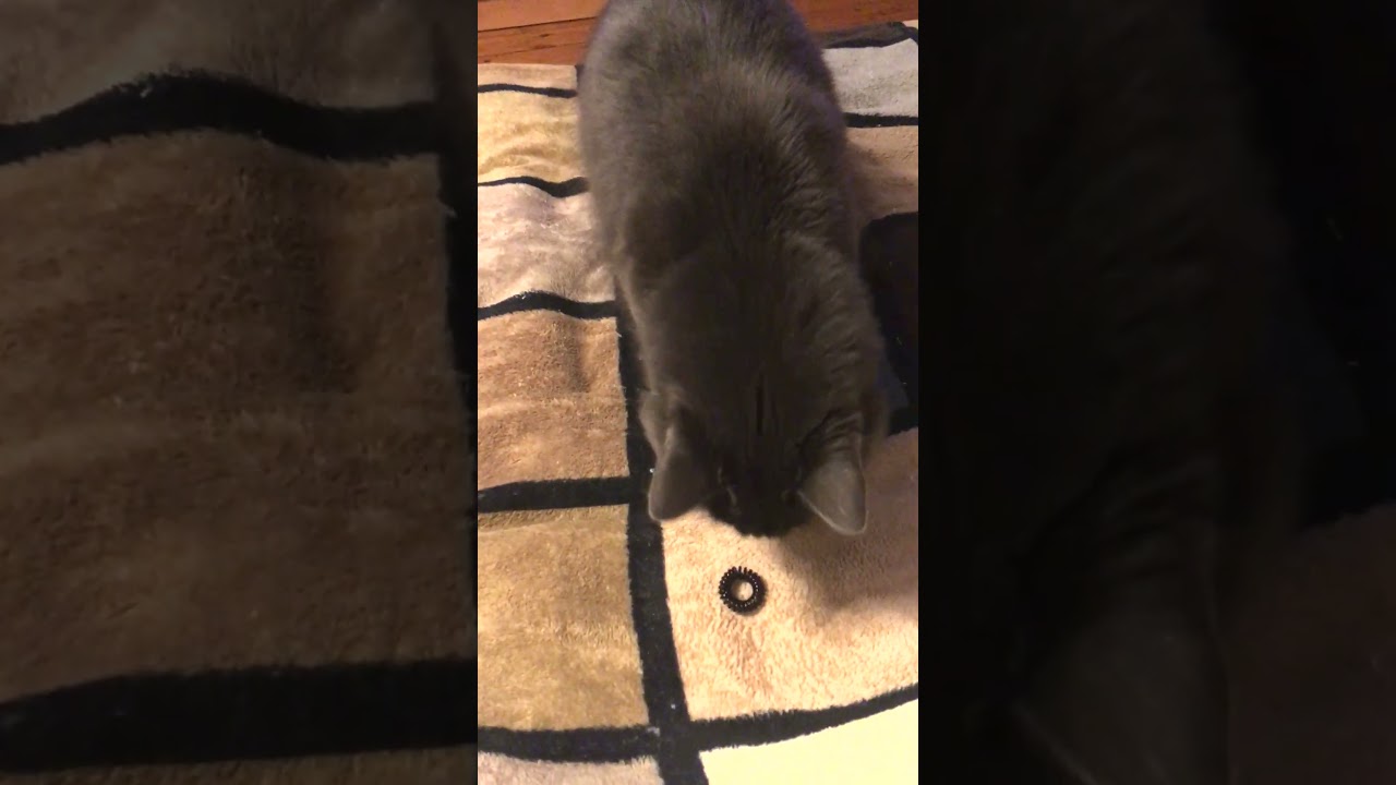 The best cat toy short 
