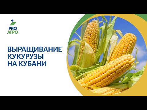 Технологии возделывания кукурузы в условиях Кубани