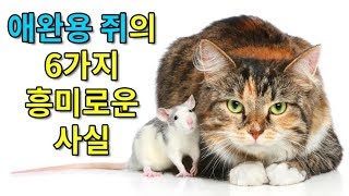 애완용 쥐를 키워야 하는 6가지 이유