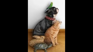 🐕 The funniest video with dogs, cats and kittens! 😺 Funny animals for a good mood! 🐱