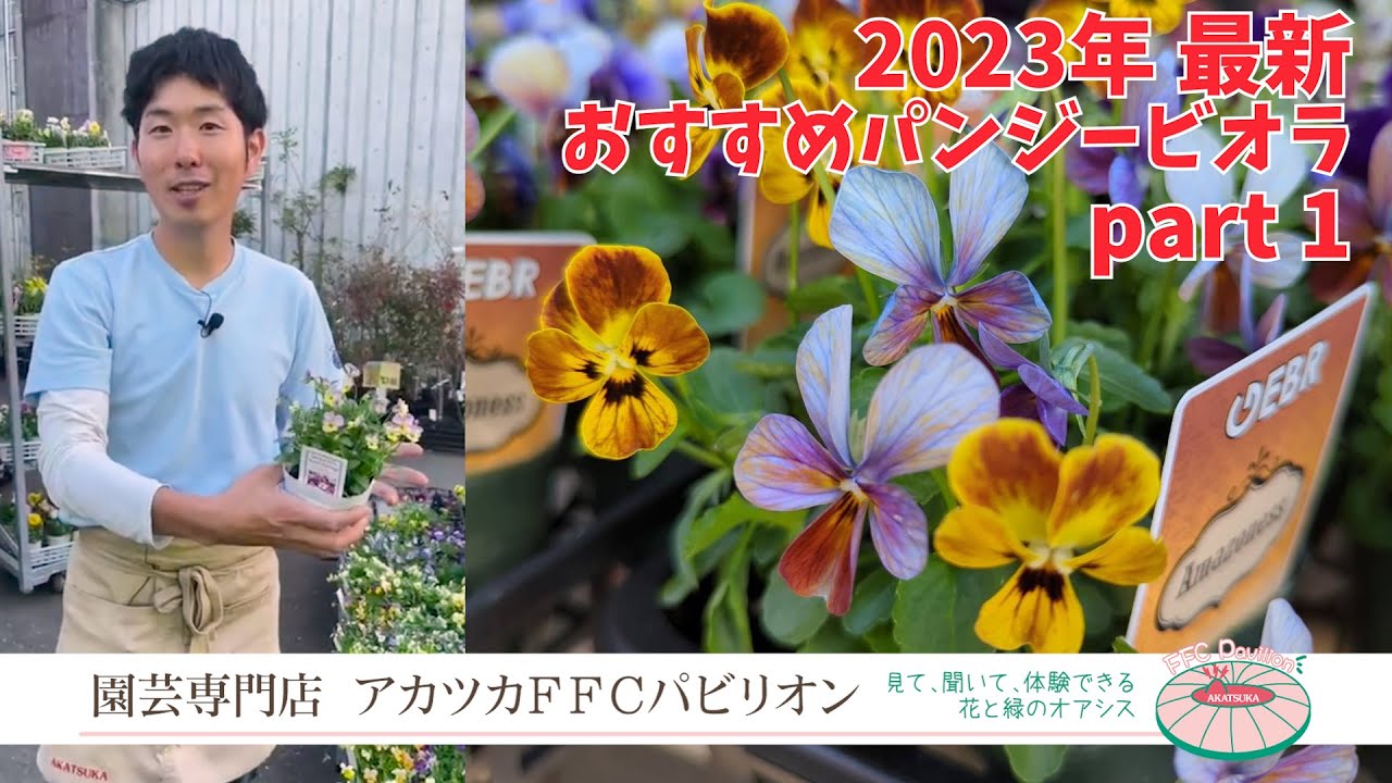 2023年秋・パンジービオラ最新＆おすすめ品種紹介 part1【園芸専門店