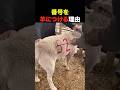 農家が羊に番号をつける理由