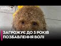 У Києві чоловік жорстоко вдарив собаку по голові: тварина потребує тривалого лікування