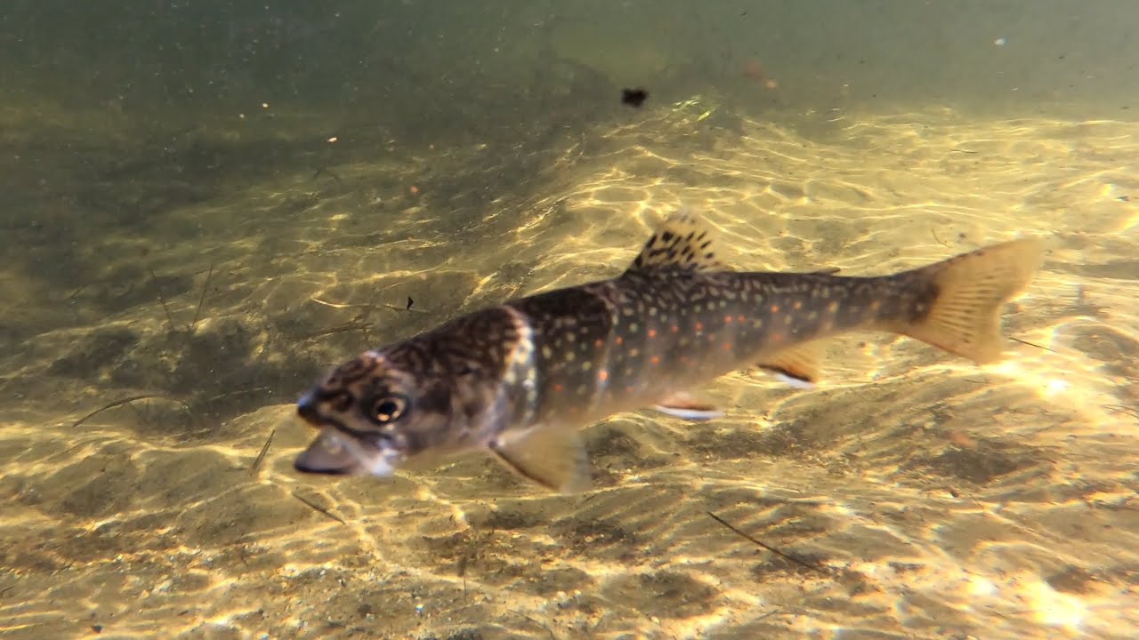 Brook trout ID and Release YouTube
