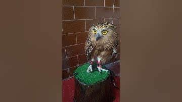 Buffy Fish Owl Screaming (Calling) / Suara Burung Hantu