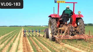 FARMVLOG #183 onions, beet hoeing, onion fly