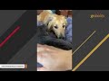 Dog born in desert reacts to snow