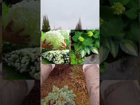 Video: Hydrangea spremljevalne rastline: kaj posaditi z grmičevjem hortenzije