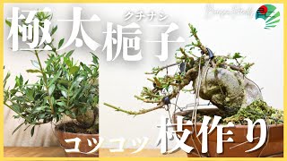 クチナシ盆栽のお手入れ｜大胆な切り戻しと全葉刈りで枝作り - YouTube