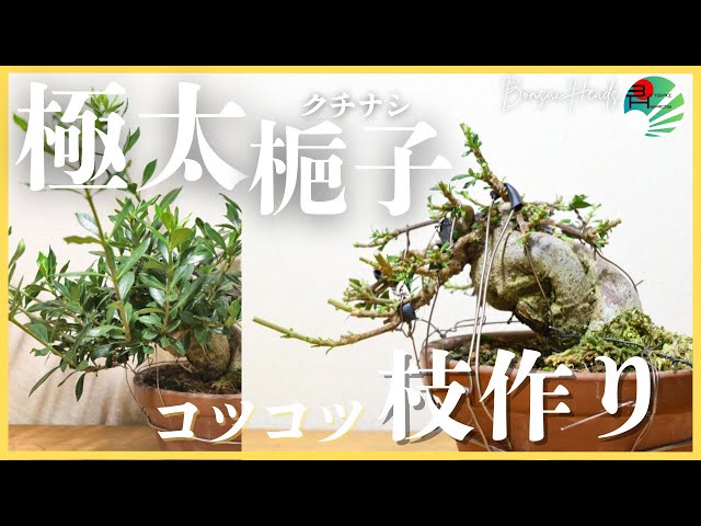 クチナシ盆栽のお手入れ｜大胆な切り戻しと全葉刈りで枝作り - YouTube