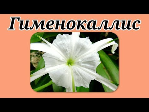 Гименокаллис. Уход в домашних условиях