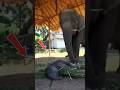 O ÚNICO animal que faz VELÓRIO... #curiosidades #animais #bichos