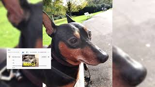 Pinscher nain. Avantages et inconvénients, Prix, Comment choisir, Faits, Soins, Histoire