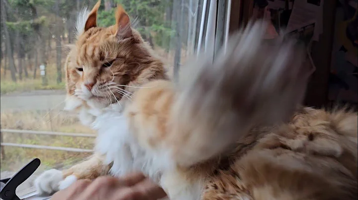 Video 10982651: giant mainecoon cat, mainecoon cat playing, big cat