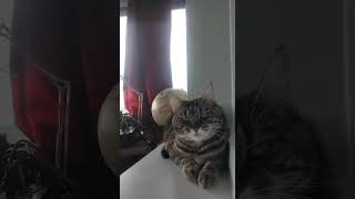 House cat #hardware #techno #behringer #music