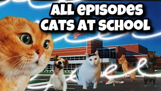 First Day at School Cat Memes Compilation.