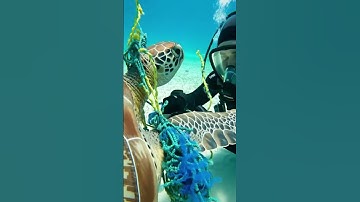 Brave Diver Rescues Sea Turtle Trapped in Ghost Net! #animals #wildlife #sea #sealrescu