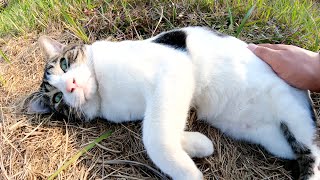 キジシロ猫をナデナデしていたら、リラックスして眠ってしまった