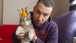 Bir Günlüğüne Kedim Haykonun Kölesi Oldum. Sakın İzlemeden Kedi Sahiplenmeyin