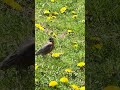 Robin in the front yard
