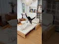 【伸縮機能で来客対応】ソファ⇔セミダブルに変身！🛏️🔄#tiaro #interior #sofabed #インテリア #homedecor #sofa