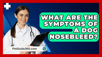 What Are The Symptoms Of A Dog Nosebleed? - PetGuide360.com