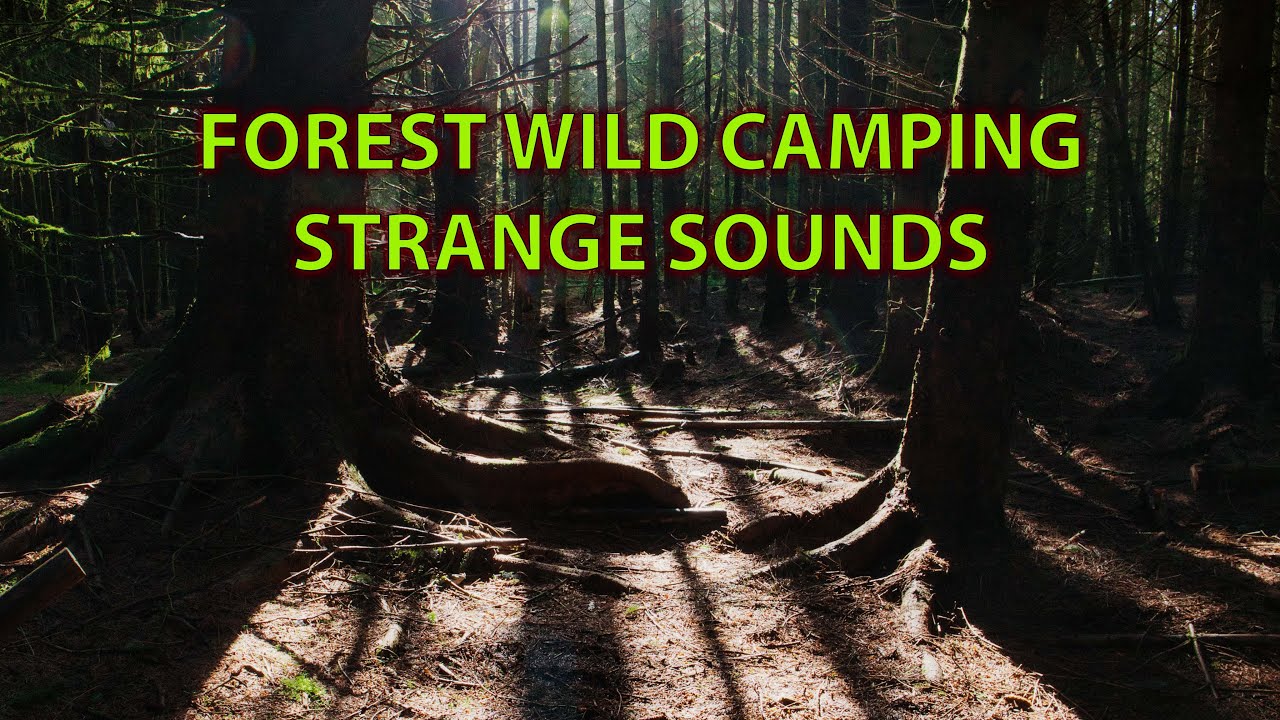 Wild Camping In Harwood Forest YouTube