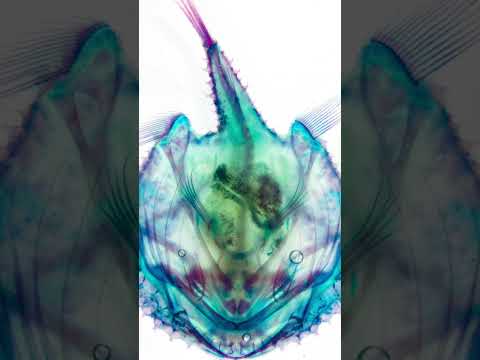 【透明標本】ヘリグロアカグツ