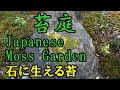 苔庭　石に生える苔　　　　　　　　　　　　　　　　　　　　　　　　　　　　　　　　　　　Moss on the stone