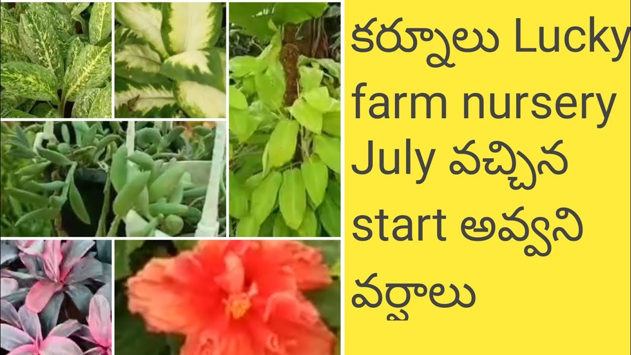 Kurnool సుంకేసుల రోడ్ లో ఉన్నా lucky farm nursery🪴 aboubt plants part 1 nursery plants 
