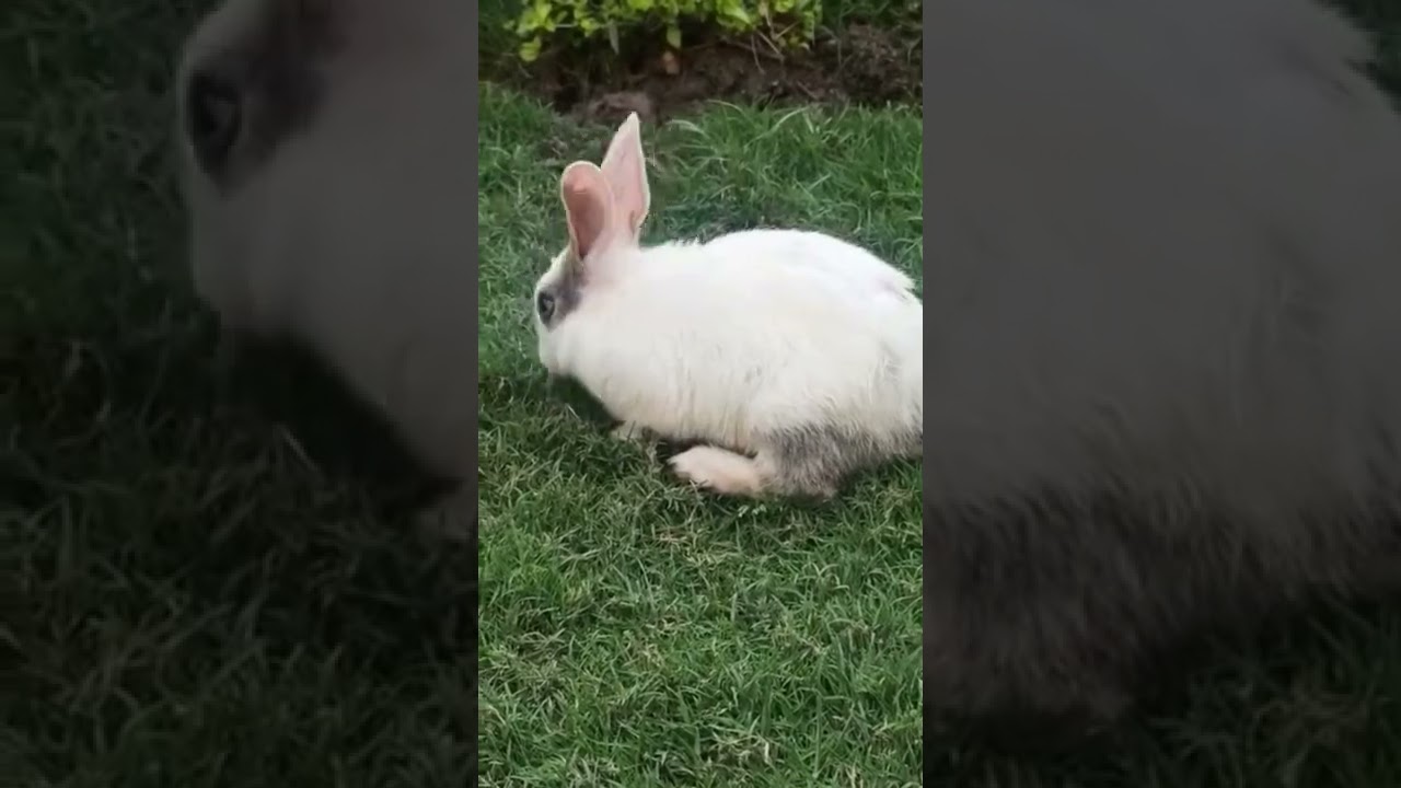 Rabbit 🐇 | Beautiful creatures | Playing Rabbit |sunder  Khargosh | 