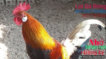 Gà Rừng rặc thả rông dạn như gà nhà