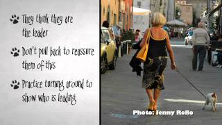 Solving 4 Common Dog Behavior Problems