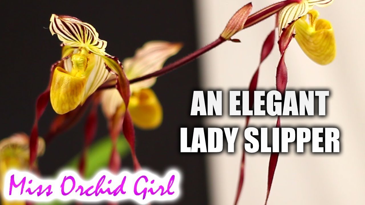 Paphiopedilum philippinense - About multifloral Slipper Orchids 