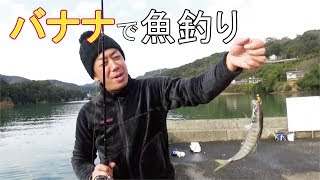 バナナの皮で大漁アジング【変則釣り】(303話目)