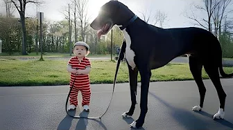The Baby Led The Huge Dog To His Dying Dad What Happened Next Shocked Millions