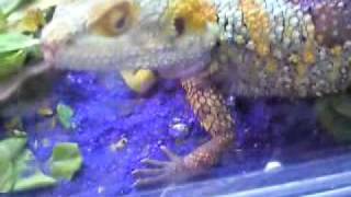 Steve The Desert Dragon