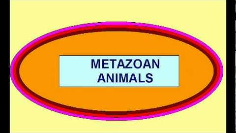 OVERVIEW OF NESTED HIERARCHY OF RELATIONSHIPS BETWEEN LIVING THINGS