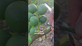 طريقه تطعيم شجرة الليمون الحلو الفلسطيني
