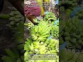The Secret Reason Why Farmers Harvest Bright Green Bananas From Tropical Trees