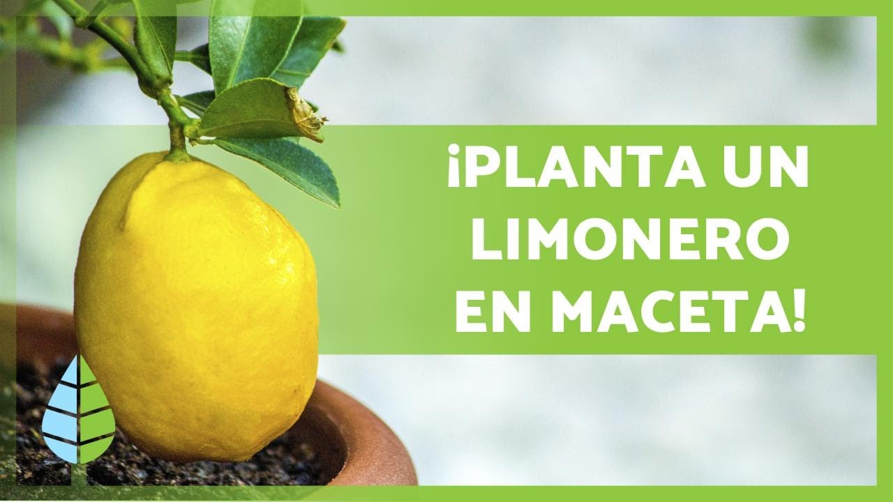 CUIDADOS de un LIMONERO en MACETA 🍋🌳 ¡Riego, sustrato, poda y más!