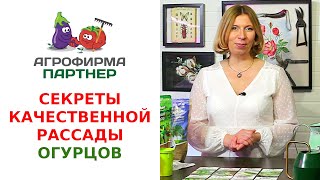 СЕКРЕТЫ КАЧЕСТВЕННОЙ РАССАДЫ ОГУРЦОВ