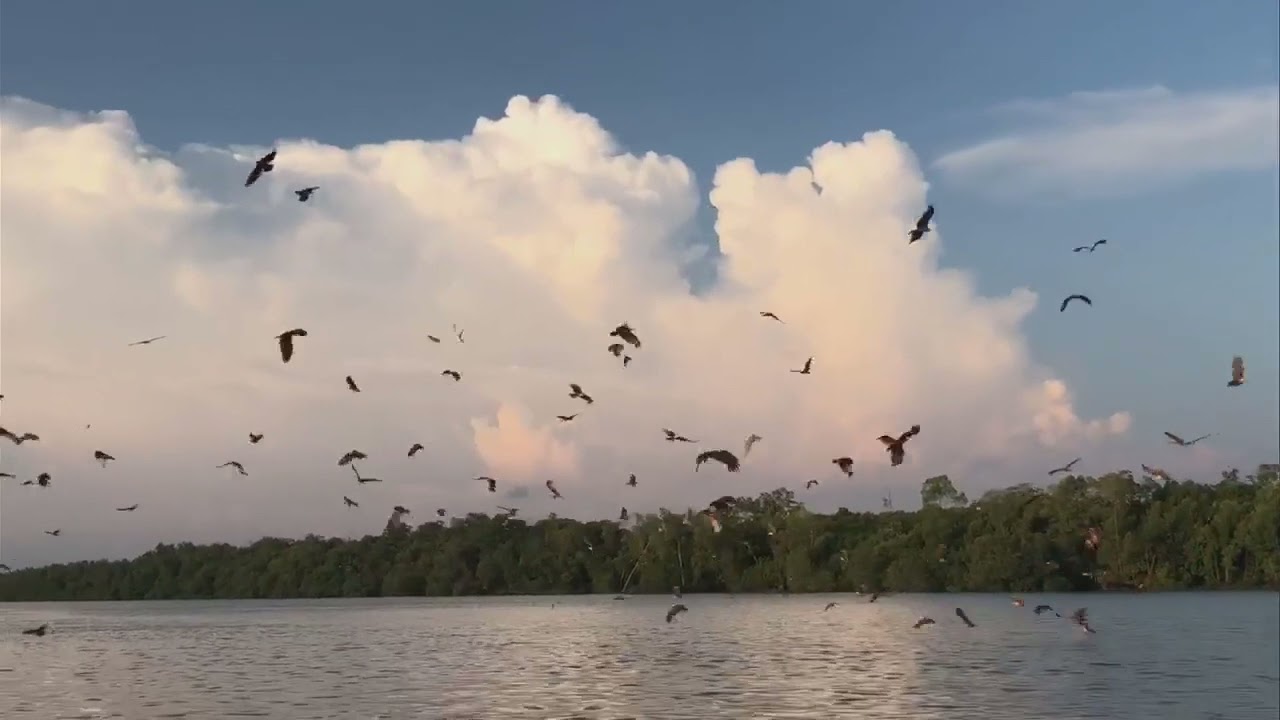 D Tour Kuala Selangor Jetty Of Sky Mirror Tour Blue Tears Tour Eagle Feeding Tour Firefly Tour And Atv Experience